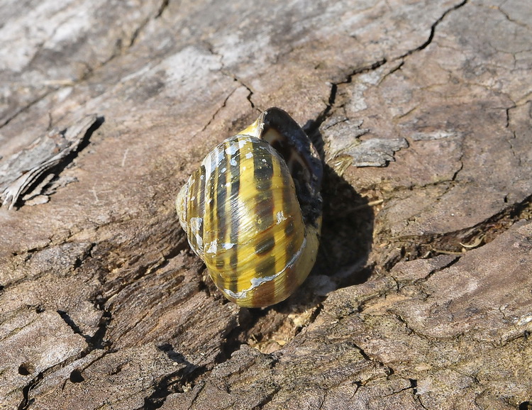 Gasteropoda di Castenuovo garfagnana